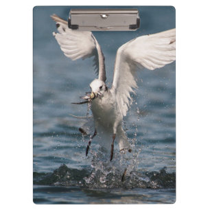 Pranchetas Hovering Kittiwake