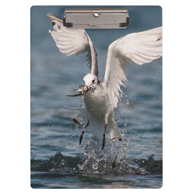 Pranchetas Hovering Kittiwake (Frente)