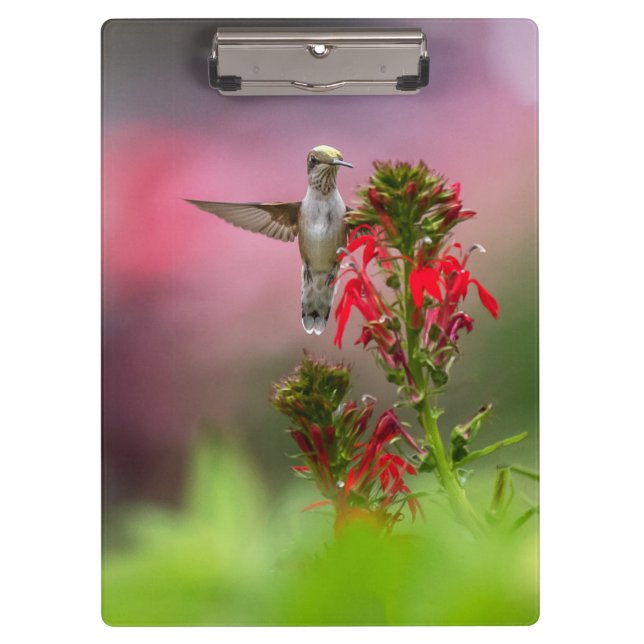 Pranchetas Hummingbird E Flor Cardinal (Frente)