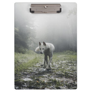 Pranchetas Husky Siberiano Branco