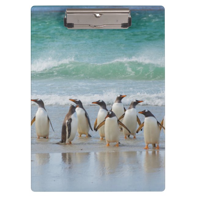 Pranchetas Ilhas Falkland. Ilha Saunders. Gentoo (Frente)