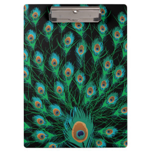 Pranchetas Ilustração com as penas do pavão no preto