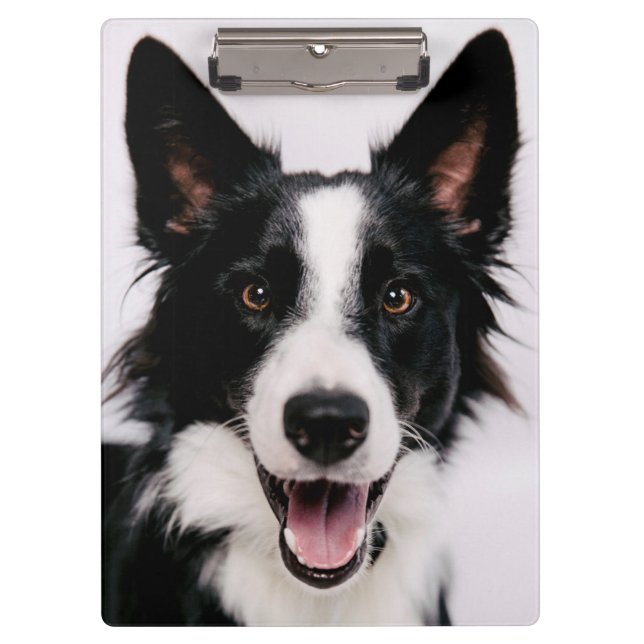 Pranchetas Imagens de Getty | A border collie de sorriso (Frente)