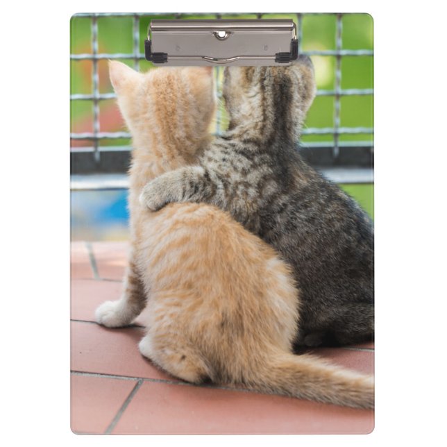 Pranchetas Imagens de Getty | dois gatinhos em um balcão (Frente)