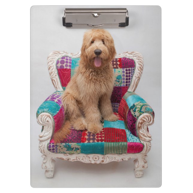 Pranchetas Imagens de Getty | Goldendoodle bonito (Frente)