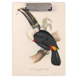 Pranchetas Impressão do Tucano-de-bico-preto de Cuvier: Ave T