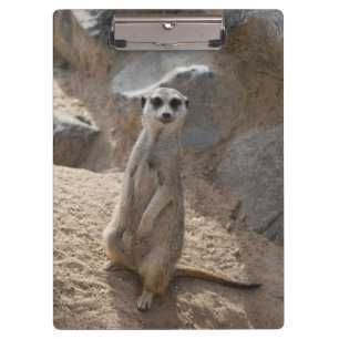 Pranchetas Impressionante Meerkat