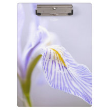 Íris selvagem macia