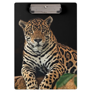 Pranchetas Jaguar