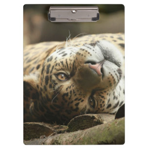 Pranchetas Jaguar de descanso