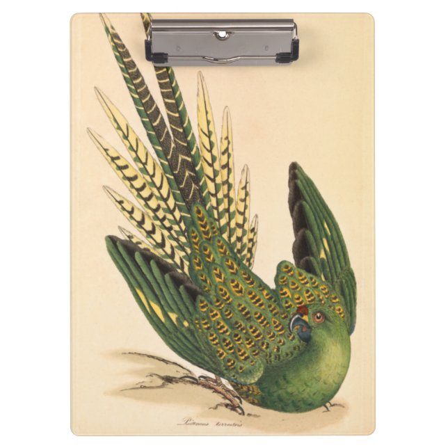 Pranchetas James Sowerby Ground Parrot, Psittacus terrestris (Frente)