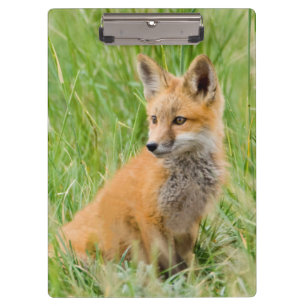 Pranchetas Kit de Raposa Vermelha na relva perto do den