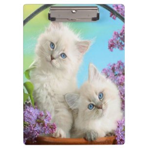 Pranchetas Kittens/Área de Transferência
