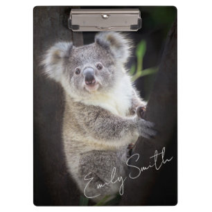 Pranchetas Koala Bear