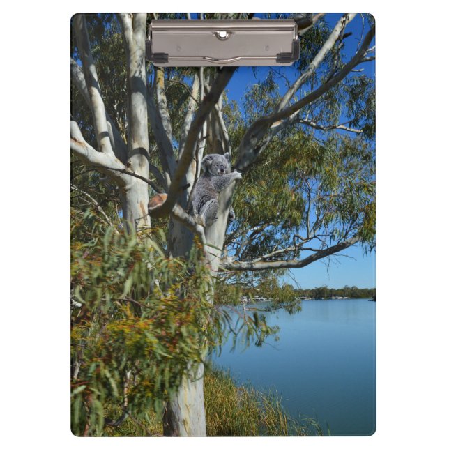 Pranchetas Koala Bear Dormindo Na Árvore De Goma. (Frente)