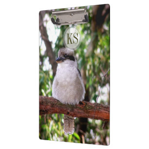 Pranchetas Kookaburra Bird Austrália - Área de Transferência