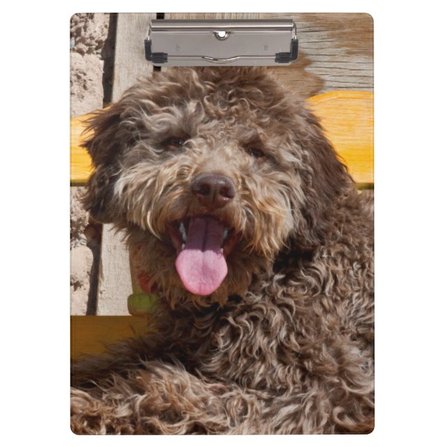 Pranchetas Lagotto Romagnolo Deitado Em Uma Bancada De Madeir (Frente)