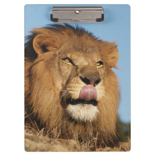 Pranchetas Leão-africano (Panthera Leo), savana africana