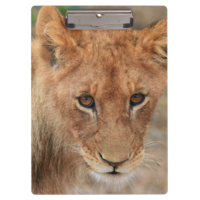 Pranchetas Leão Cub (Frente)