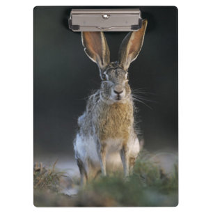 Pranchetas Lebre-de-cauda-preta, Lepus californicus, 2