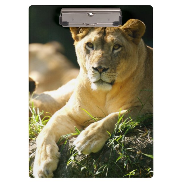 Pranchetas Leões (Frente)