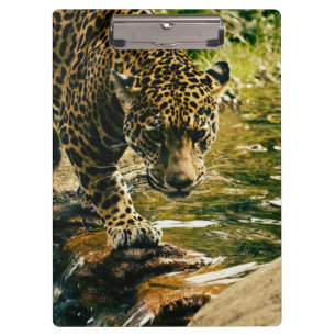 Pranchetas Leopard Cruzando uma Fotografia de Fluxo