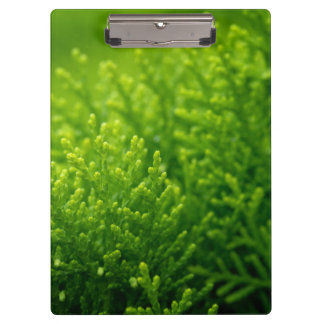 Pranchetas Linda folha verde de fundo