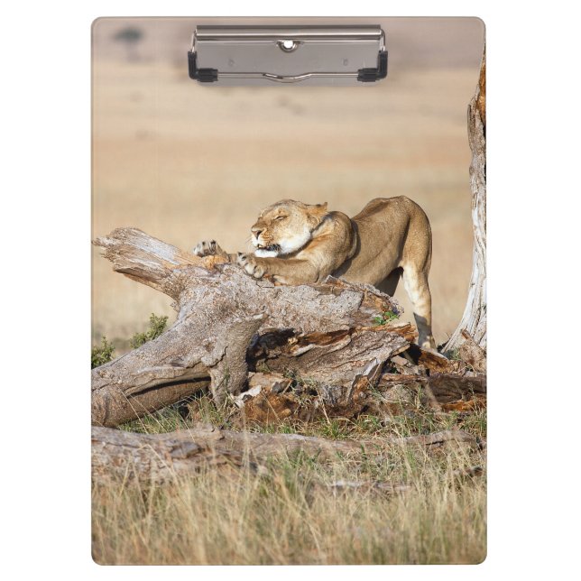 Pranchetas Lioness alongando (Frente)