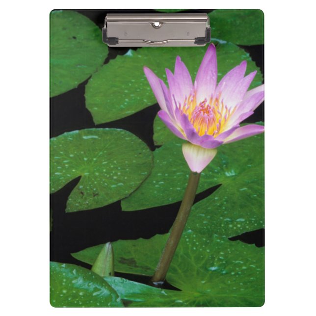 Pranchetas Lírio de Água Azul do Cabo (Nymphaea Capensis) (Frente)