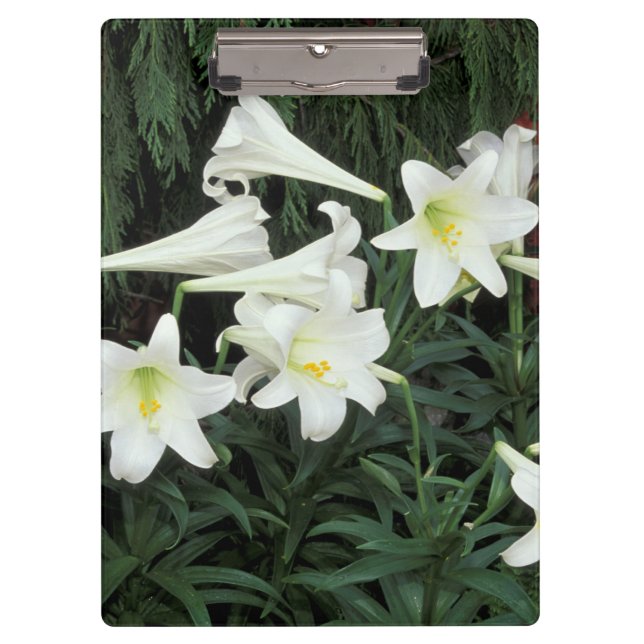 Pranchetas Lírio-de-Natal (Lilium regale) (Frente)