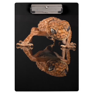 Pranchetas Lizard Pequeno Cute com Reflexo