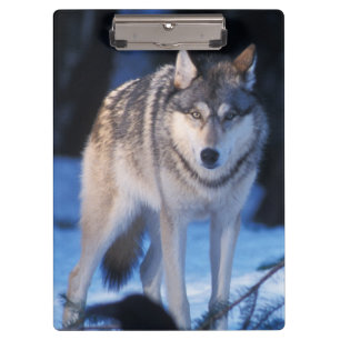 Pranchetas lobo cinzento, Canis lupus, nos contrafortes