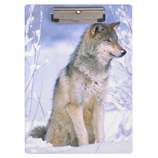 Pranchetas Lobo Cinzento sentado na Neve, Canis lupus, (Frente)