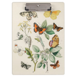 Pranchetas Lovely vintage illustration of butterflies