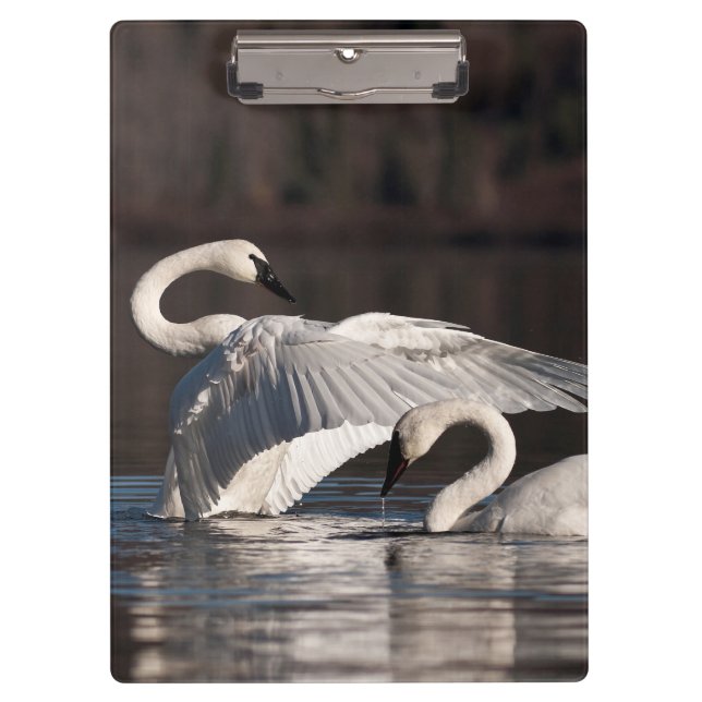 Pranchetas Loving Swans (Frente)