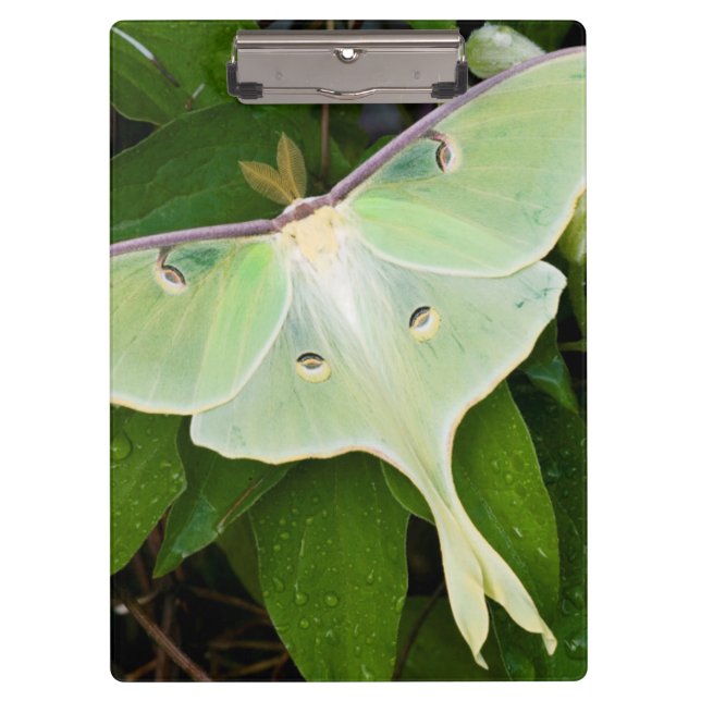 Pranchetas Luna Moth sobre Carnaby Clematis (Frente)