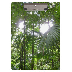 Pranchetas Luz do sol através da capa tropical da floresta tr