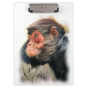 PRANCHETAS MACACA DE ARANHA