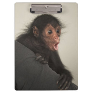 Pranchetas Macaco-aranha-de-cara-vermelha Ateles paniscus)