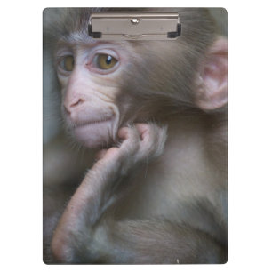 Pranchetas Macaco do bebê