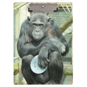 PRANCHETAS MACACO ENGRAÇADO