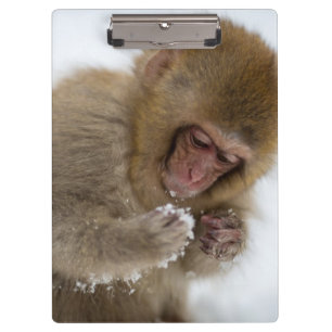 Pranchetas Macaco japonês da neve do Macaque do bebê