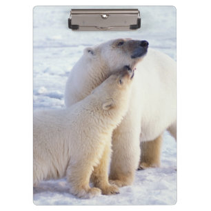 Pranchetas Mãe de urso polar com filhote, matilha