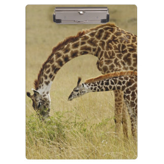 Pranchetas Mãe e bebê Girafa Masai, Giraffa