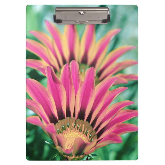 Pranchetas Margarida Rosa Quente (Frente)