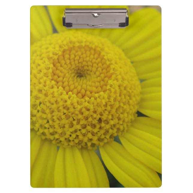 Pranchetas Marguerite amarela bonito (Frente)