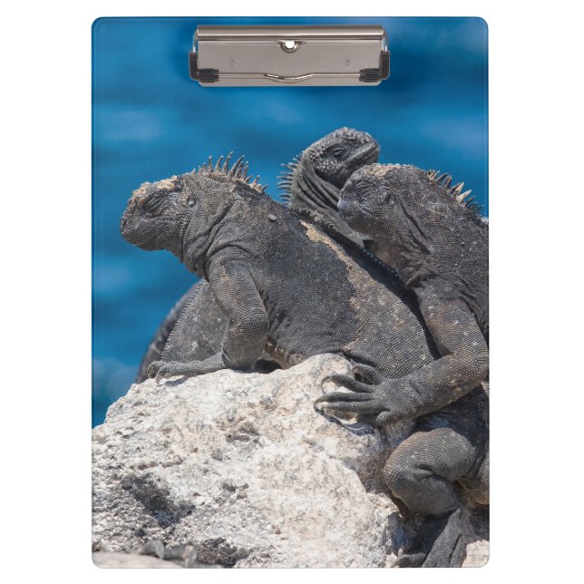 Pranchetas Marine Iguana (Frente)