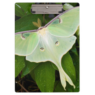 Pranchetas Mariposa Lunar em Clematite Carnaby