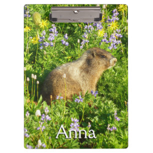 Pranchetas Marmot no Monte Rainier Wildflower