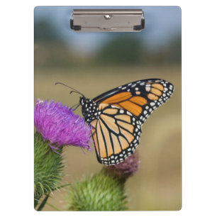 Pranchetas Monarca no cardo do pasto Thistle Prairie Ridge